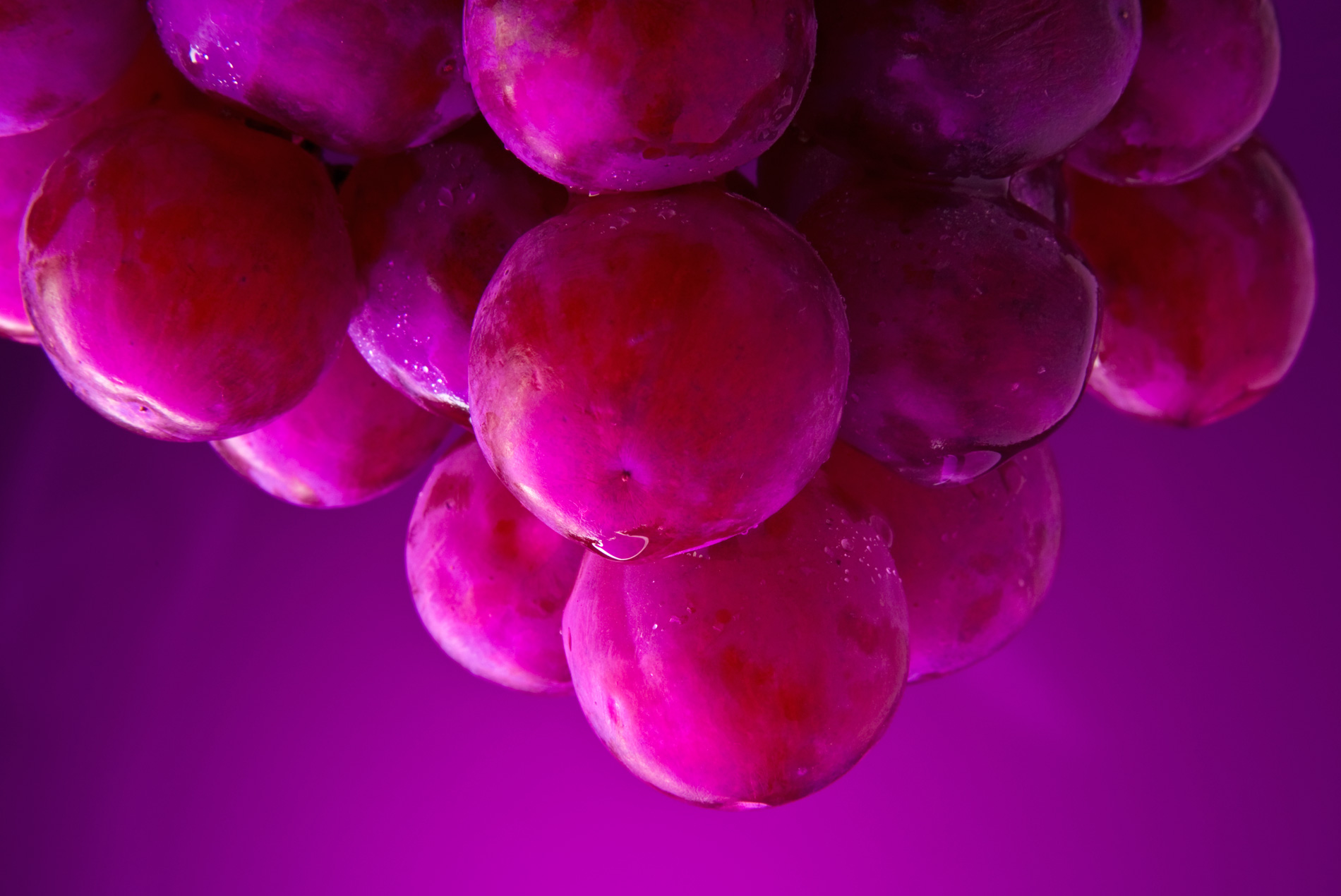 Fox Valley Batavia Illinois Grapes close up photograph